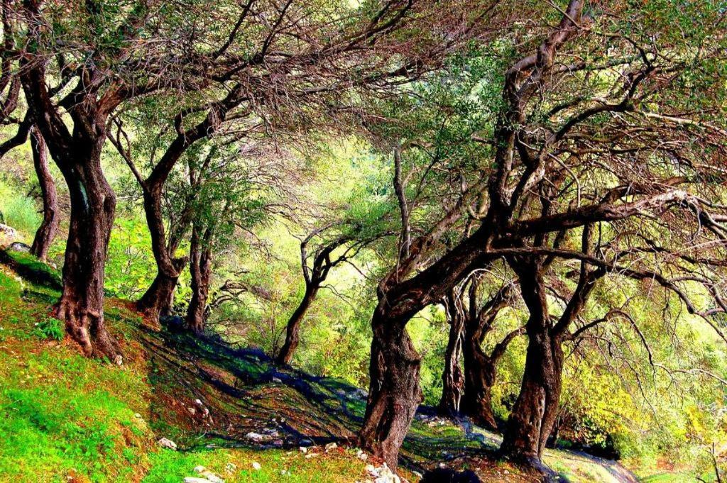 Apartmán Menecrates Rustic Ágios Matthaíos Exteriér fotografie